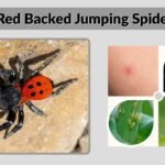 Red Backed Jumping Spider: Identification, Bite, and Facts
