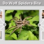 Do Wolf Spiders Bite? Symptoms, Treatment and What to Do