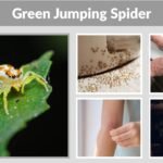 Green Jumping Spider: Identification, Bite, and Facts