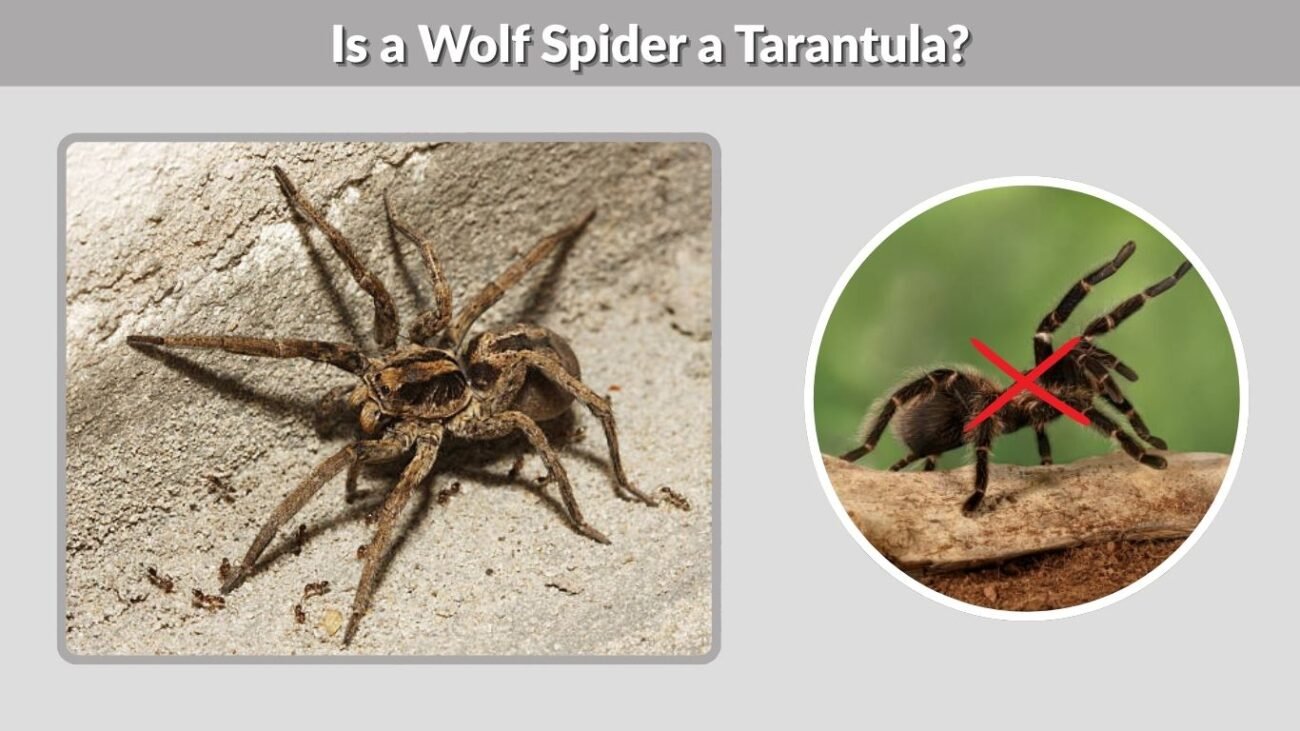 Is a Wolf Spider a Tarantula?