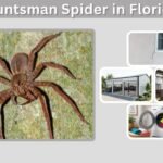 Huntsman Spider in Florida: Size, Bite, and Identification