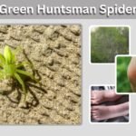 Green Huntsman Spider: Facts, Size, Bite, and Habitat