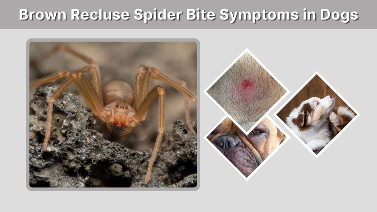 Brown Recluse Spider Bite Symptoms in Dogs