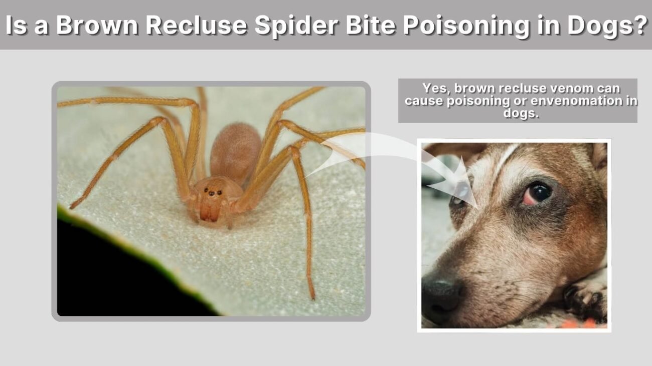 Is a Brown Recluse Spider Bite Poisoning in Dogs?