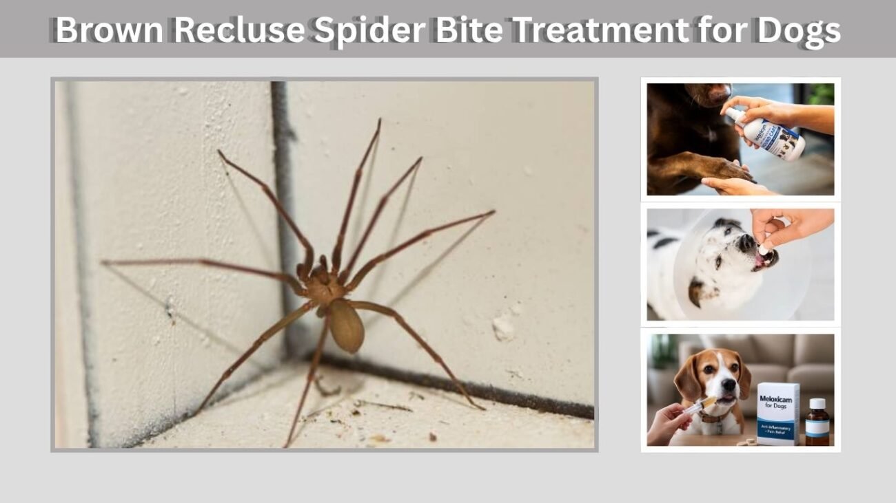 Brown Recluse Spider Bite Treatment for Dogs