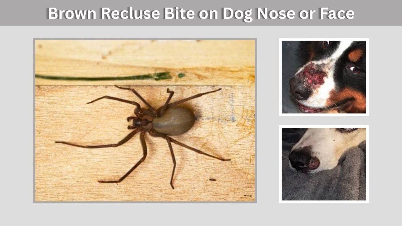 Brown Recluse Bite on Dog Nose or Face