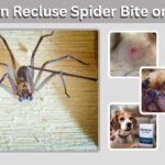 Brown Recluse Spider Bite on Dog: Symptoms, Stages, and Treatment