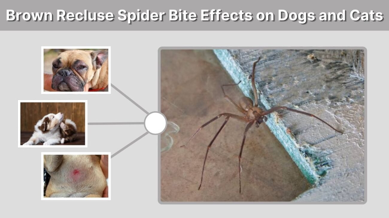 Brown Recluse Spider Bite Effects on Dogs and Cats