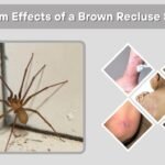 7 Long-Term Effects of a Brown Recluse Spider Bite