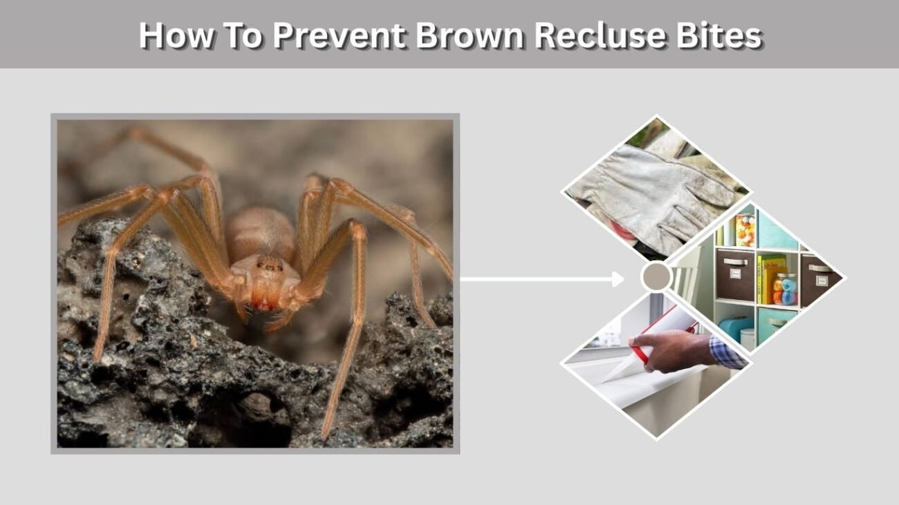 How To Prevent Brown Recluse Bites