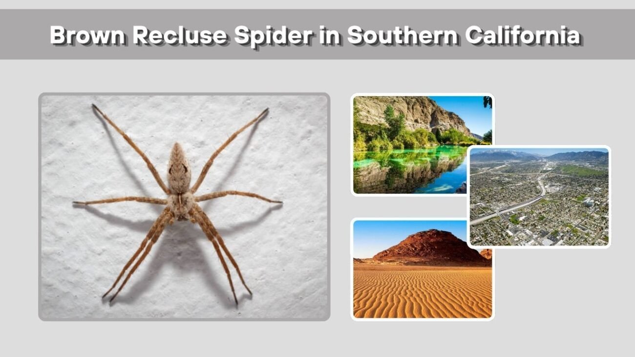 Brown Recluse Spider in Southern California