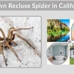 Brown Recluse Spider in California: Facts, Range, and Identification