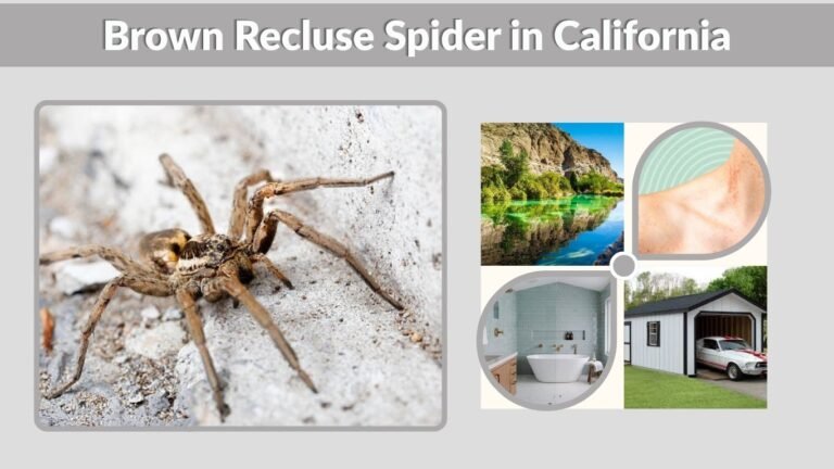 Brown Recluse Spider in California: Facts, Range, and Identification