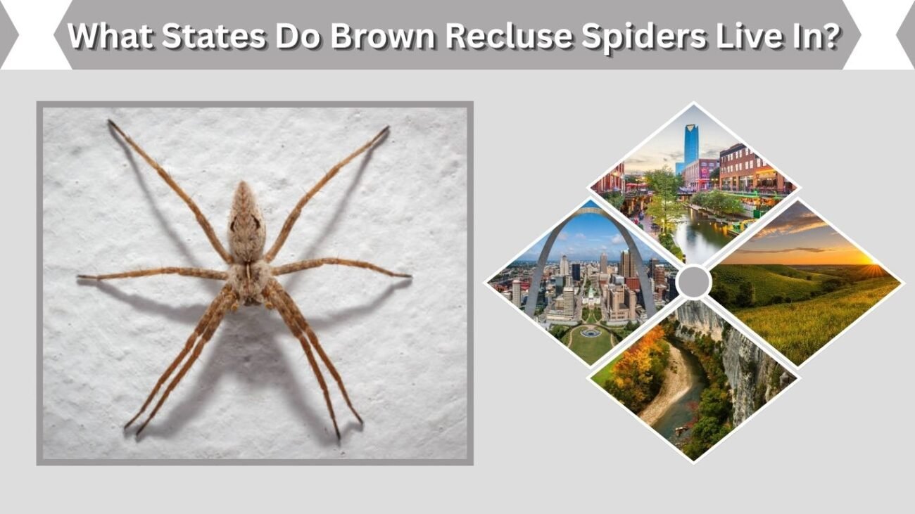 What States Do Brown Recluse Spiders Live In?