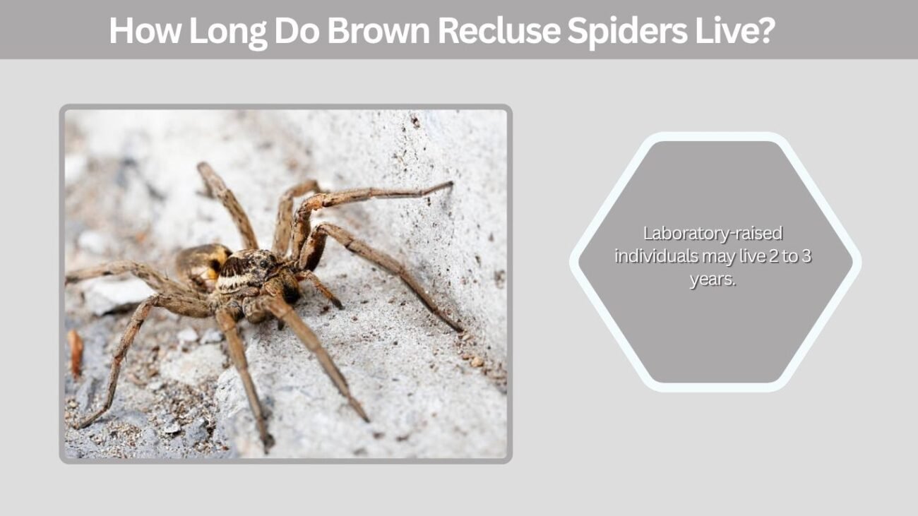 How Long Do Brown Recluse Spiders Live?