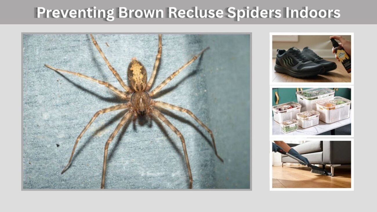 Preventing Brown Recluse Spiders Indoors