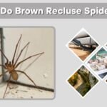 Where Do Brown Recluse Spiders Live? Range and Habitat