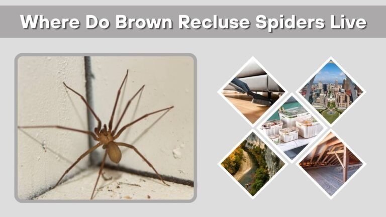 Where Do Brown Recluse Spiders Live? Range and Habitat