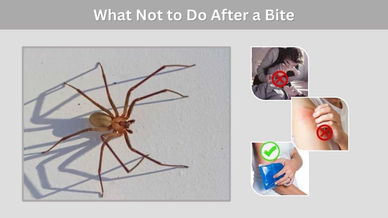 What Not to Do After a Bite