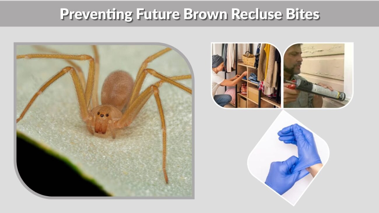 Preventing Future Brown Recluse Bites