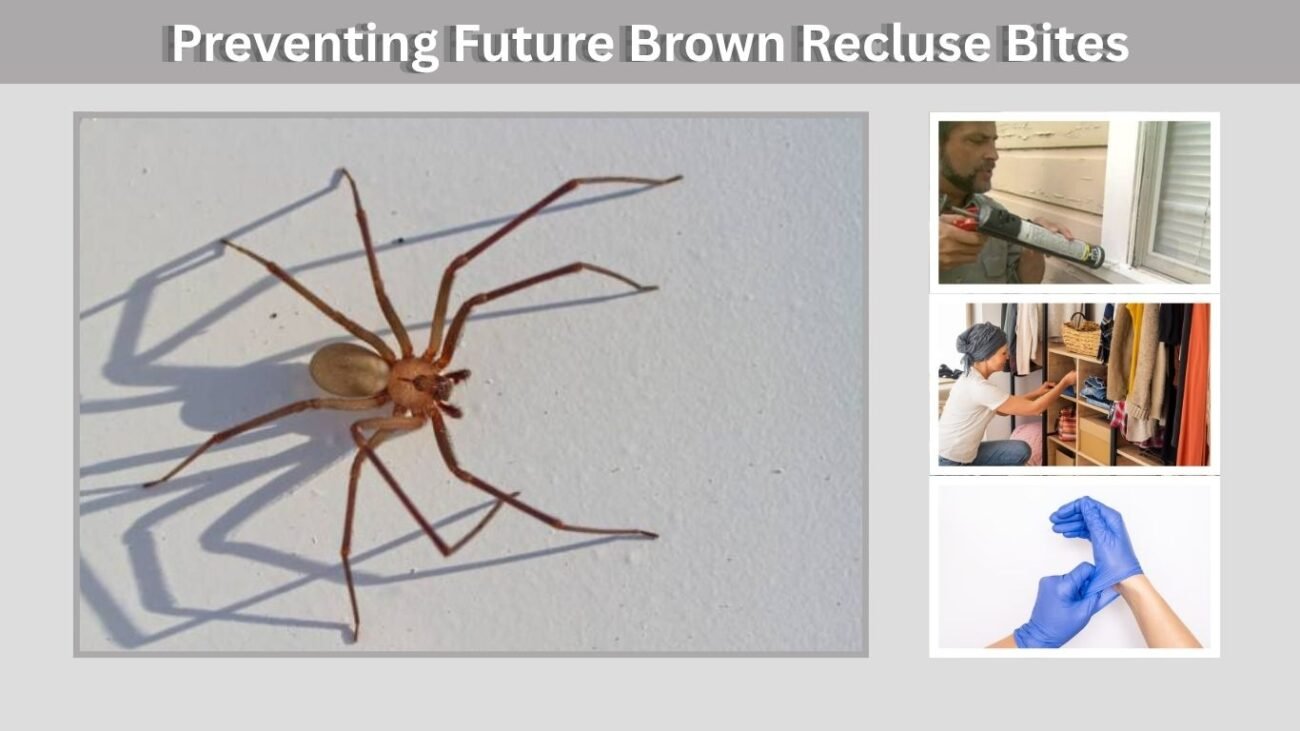 Preventing Future Brown Recluse Bites