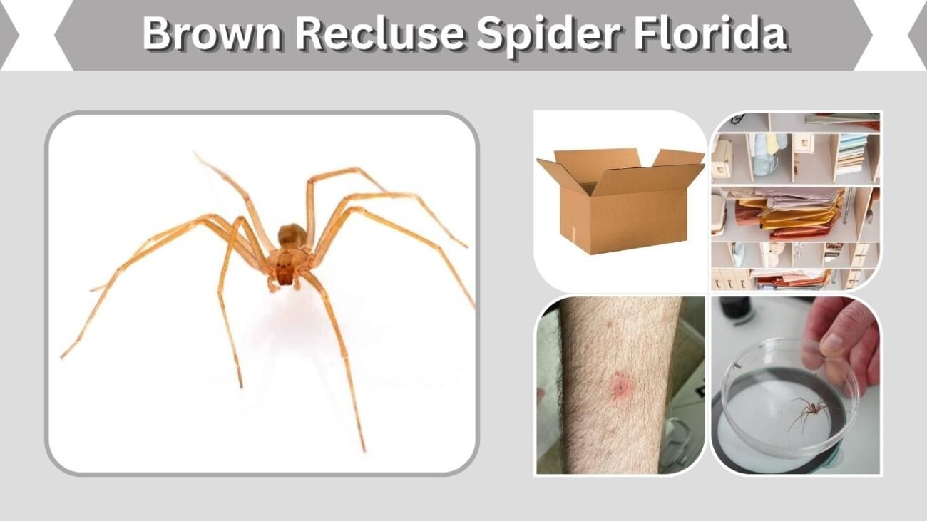 Brown Recluse Spider Florida: Identification, Bite and Facts