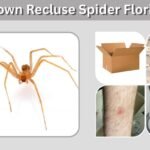 Brown Recluse Spider Florida: Identification, Bite and Facts