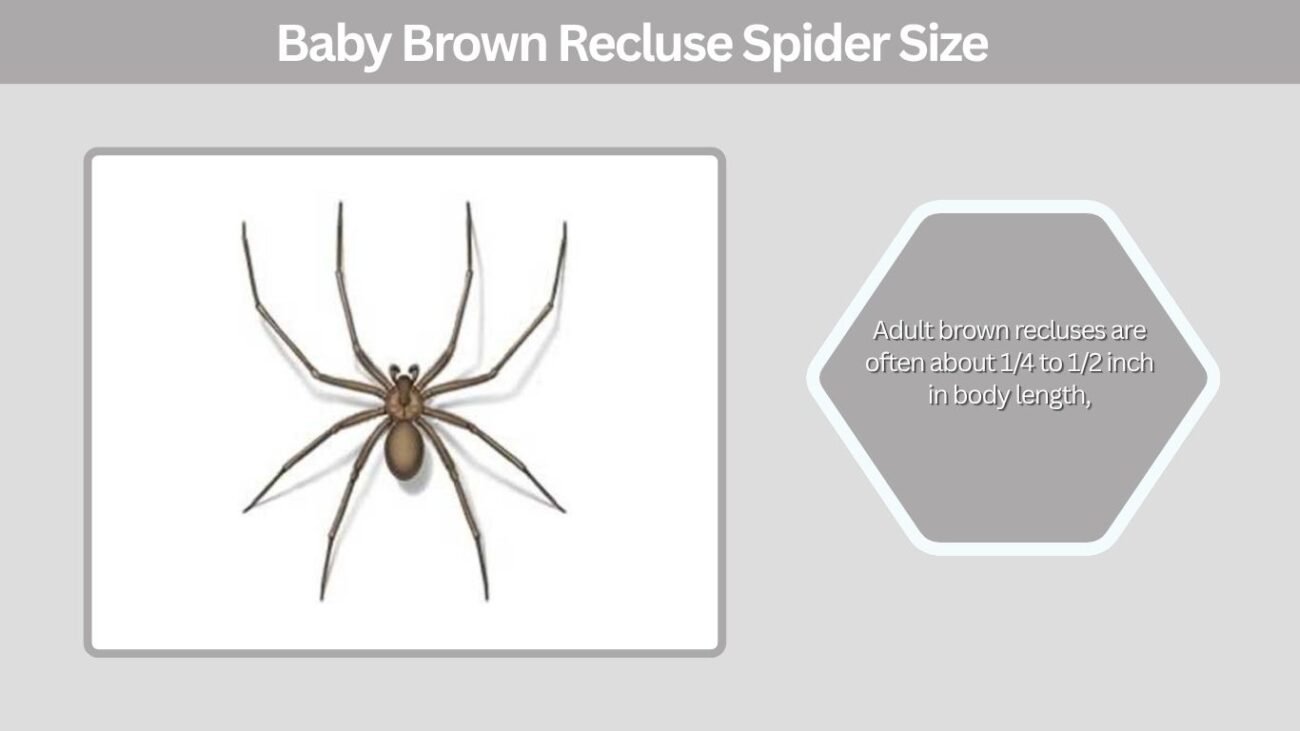 Baby Brown Recluse Spider Size