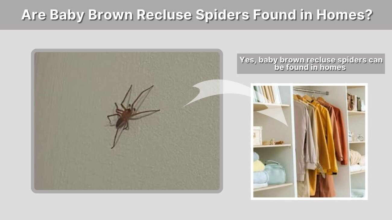 Are Baby Brown Recluse Spiders Found in Homes?
