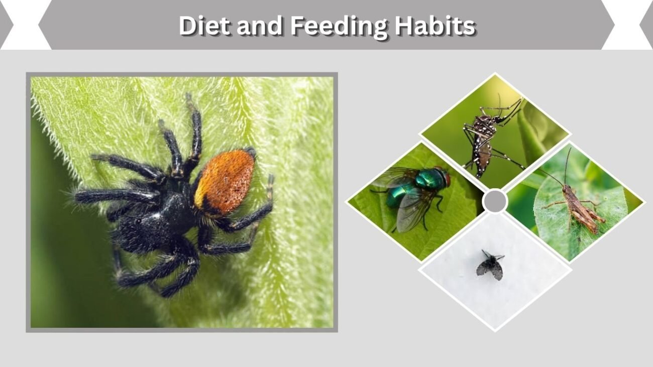 Diet and Feeding Habits