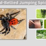 Red-Bellied Jumping Spider: Facts, Bite, and Care