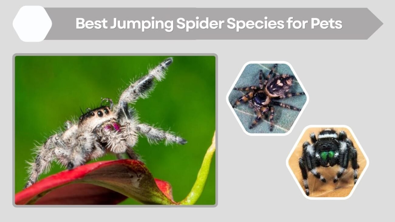 Best Jumping Spider Species for Pets
