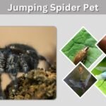 Jumping Spider Pet: Setup, Feeding and Care