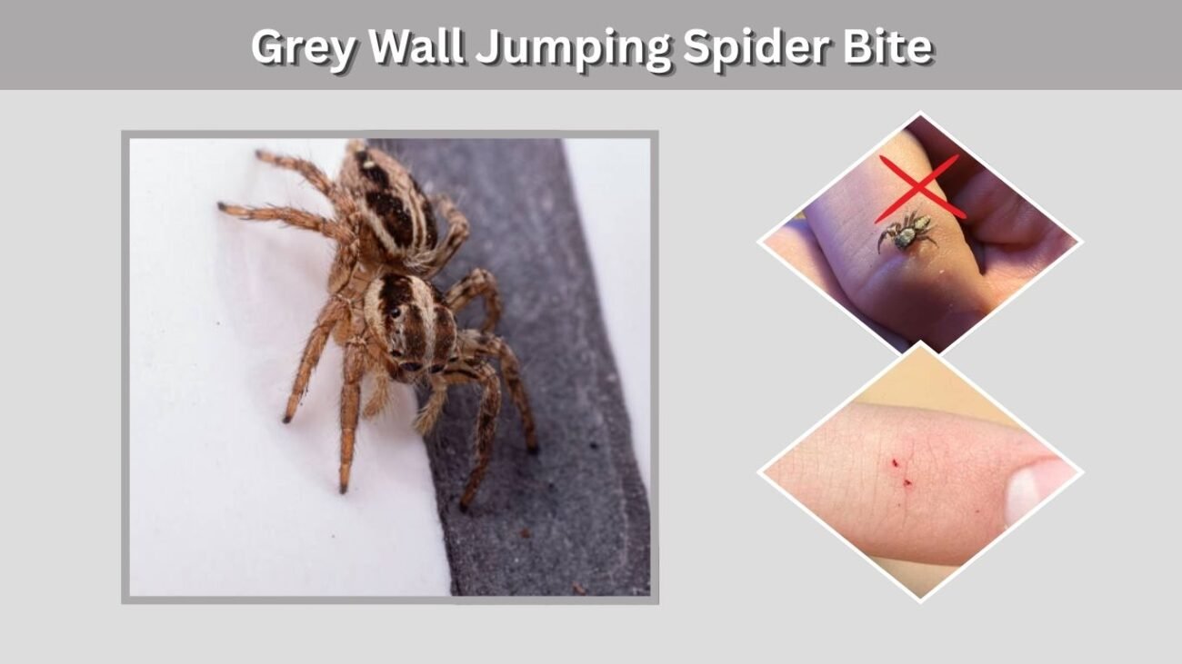 Grey Wall Jumping Spider Bite