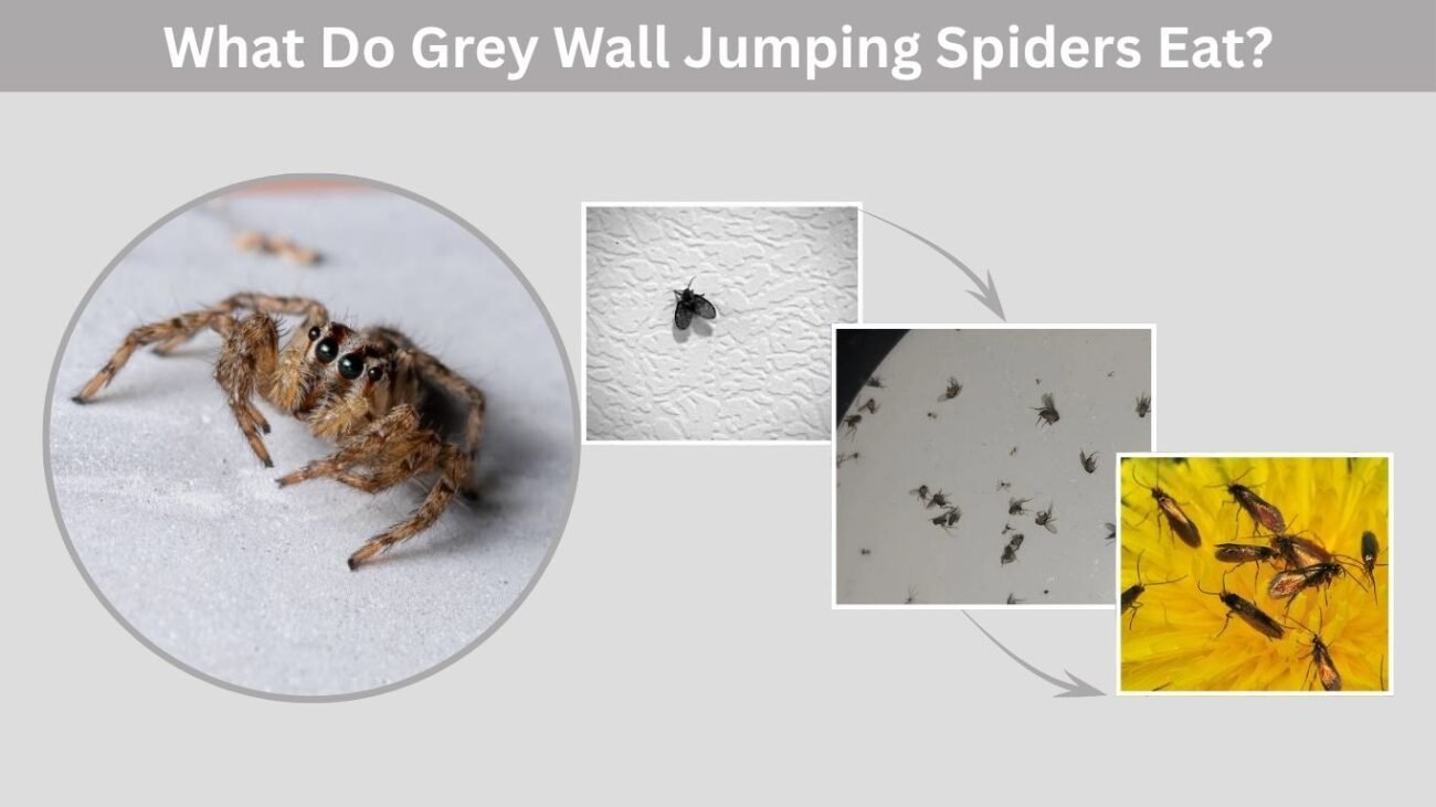 What Do Grey Wall Jumping Spiders Eat?