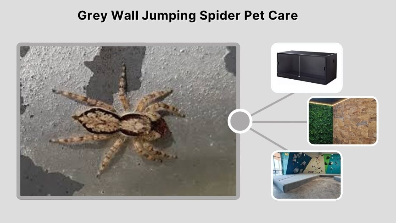 Grey Wall Jumping Spider Pet Care