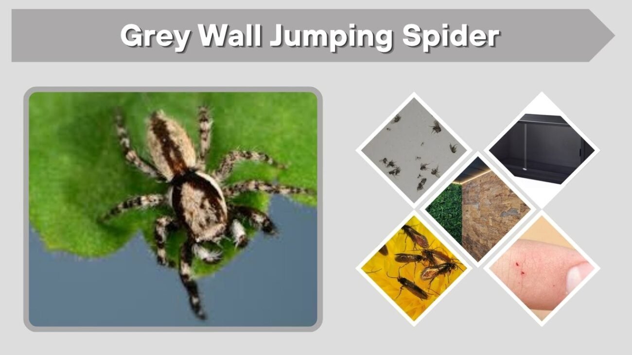 Grey Wall Jumping Spider: Bite, Size and Identification