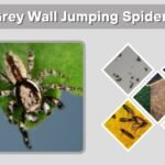 Grey Wall Jumping Spider: Bite, Size and Identification