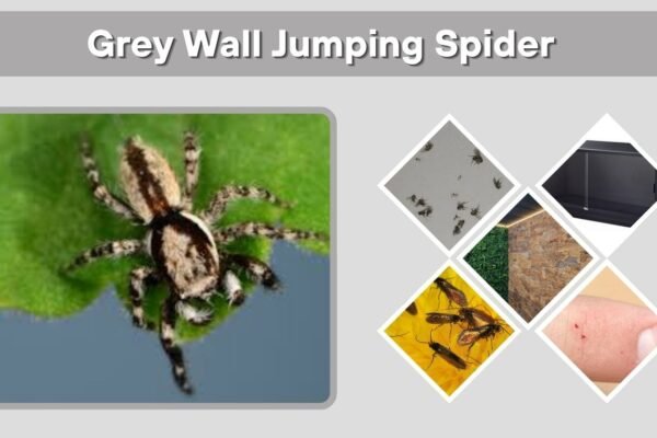 Grey Wall Jumping Spider: Bite, Size and Identification