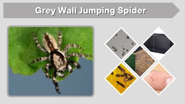 Grey Wall Jumping Spider: Bite, Size and Identification