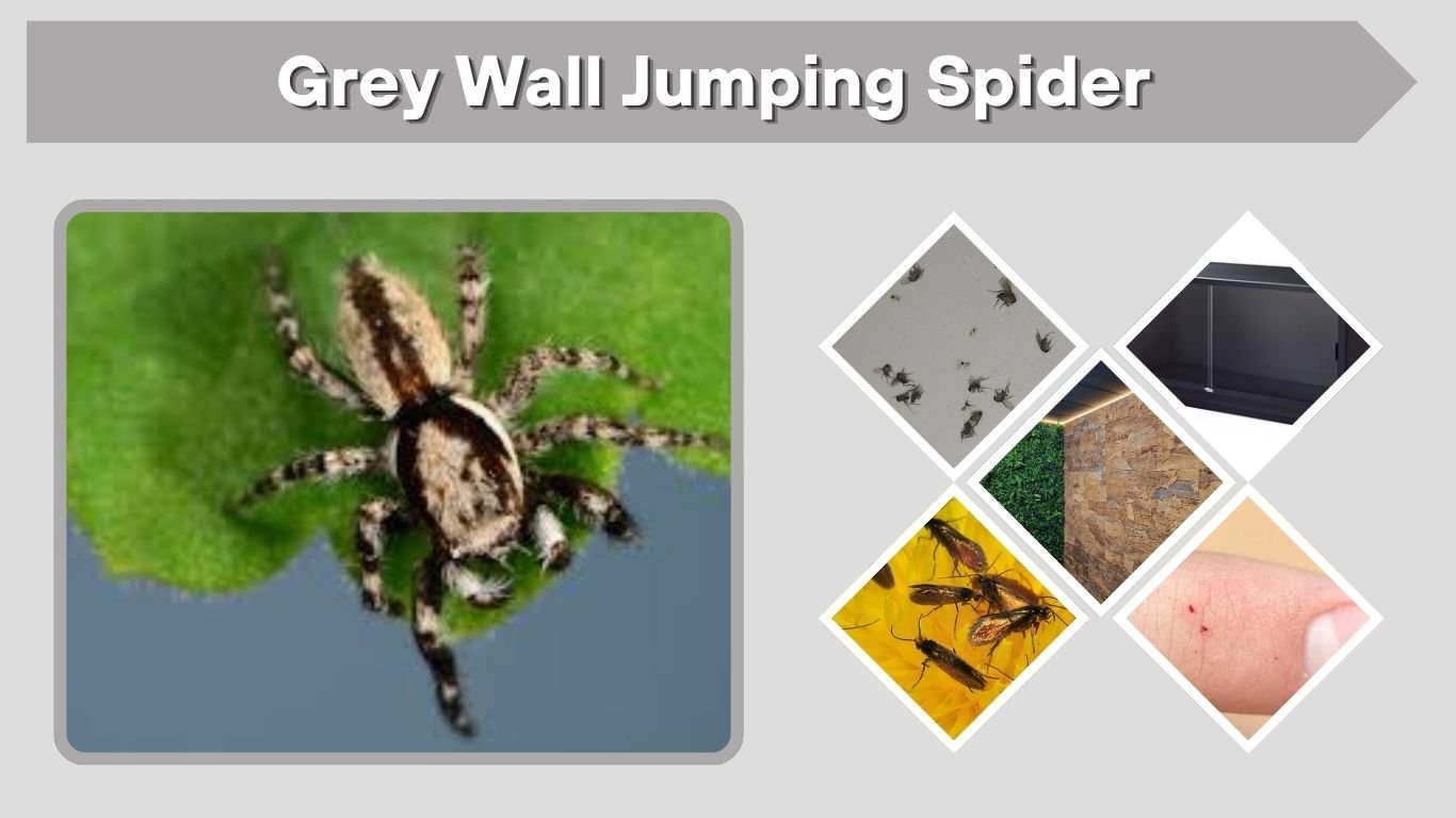 Grey Wall Jumping Spider: Bite, Size and Identification