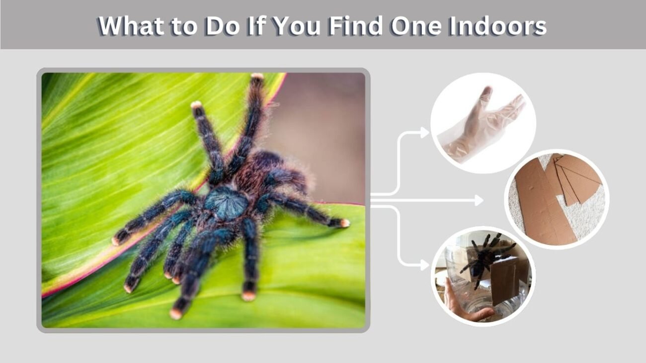 What to Do If You Find One Indoors
