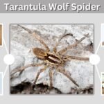 Tarantula Wolf Spider: Differences, Size, Bite, and Facts