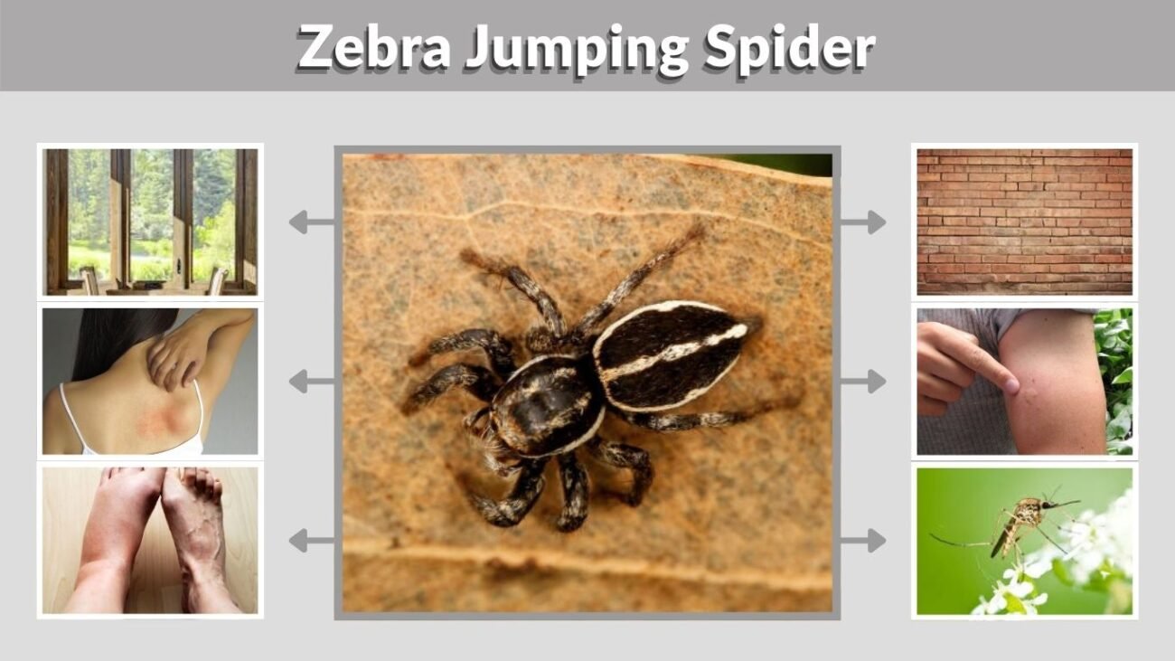 Zebra Jumping Spider: Identification, Bite, Habitat, and Facts