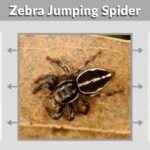 Zebra Jumping Spider: Identification, Bite, Habitat, and Facts