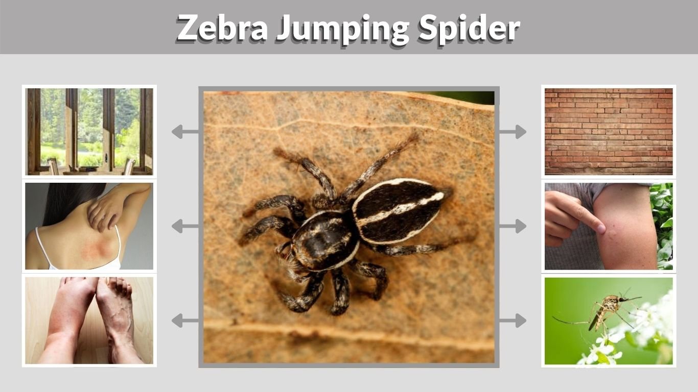 Zebra Jumping Spider: Identification, Bite, Habitat, and Facts