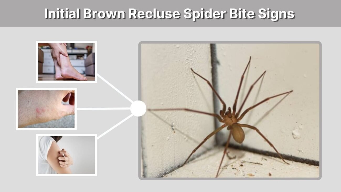 Initial Brown Recluse Spider Bite Signs