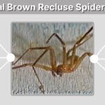 Initial Brown Recluse Spider Bite: Early Signs, Symptoms and Appearance
