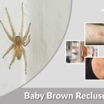 Baby Brown Recluse Spider: Identification, Bite, and Size
