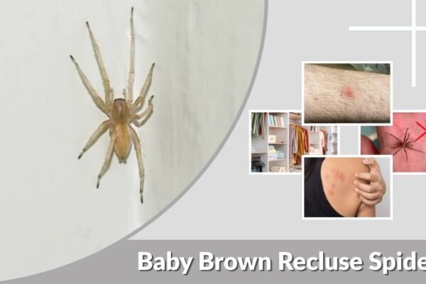 Baby Brown Recluse Spider: Identification, Bite, and Size